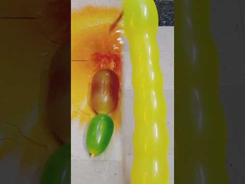 Long water Balloon Popped #youtubeshorts #waterballoons #colourfulballoonpopping