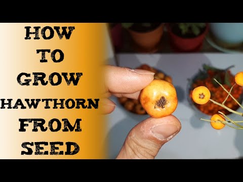 Grow hawthorn from seed 山楂种植和护理 वन-संजली हौथर्न Боярышник Посадка planta de espino Weißdorn Samen