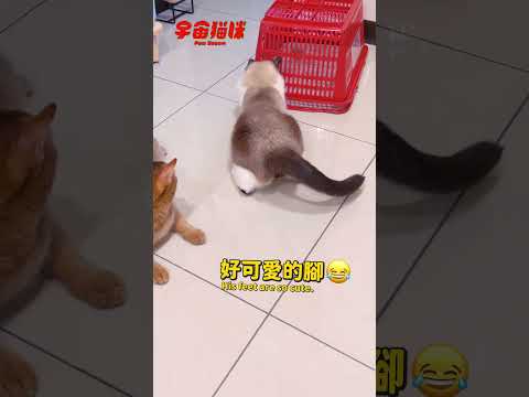 兩光貓為了撿球 把自己關在籃子裡 #ㄎㄧㄤ #宇宙貓咪 #cat #shorts #shortstw