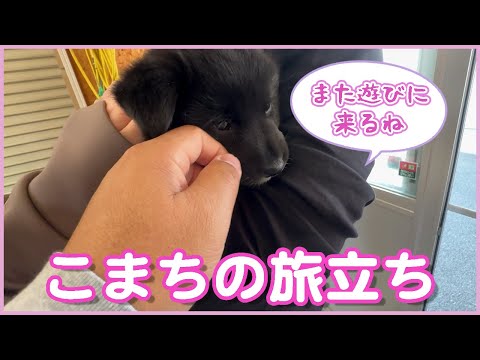 【こまちちゃんと別れ】保護犬なずなの子供『こまち旅立ち』優しい里親さんが迎えに来てくれました♪幸せになってね(^^♪