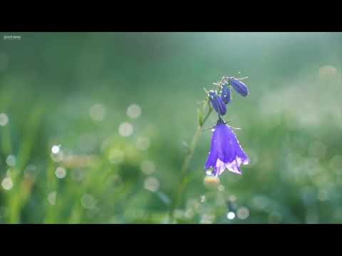 Beautiful Relaxing Music • Peaceful Piano Music   Guitar Music   Sunny Mornings by Peder B  Helland