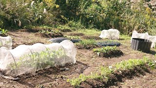 12月元気畑👩‍🌾野菜は子育て🌱