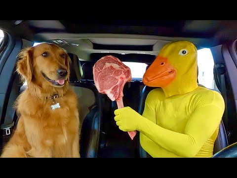 Police Steals Puppy From Rubber Ducky in Car Ride Chase!