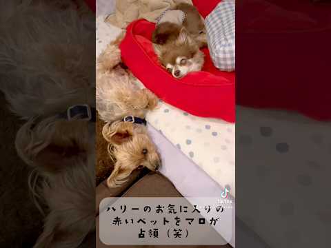 【ペット食育士 シニア犬】お気に入りの赤いベットを占領されたハリー🐶🩷🐶 #犬のいる暮らし #可愛いわんこ #癒しワンコ #dog #いやしわんこ #わんちゃん