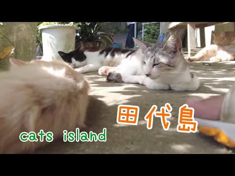 猫の楽園　阿部ツ商店Cat Paradise Abe Tsu Shoten【田代島】【２０２４秋】【猫島巡り】