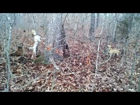 Dry Creek Hunting Dogs 12 06 2016