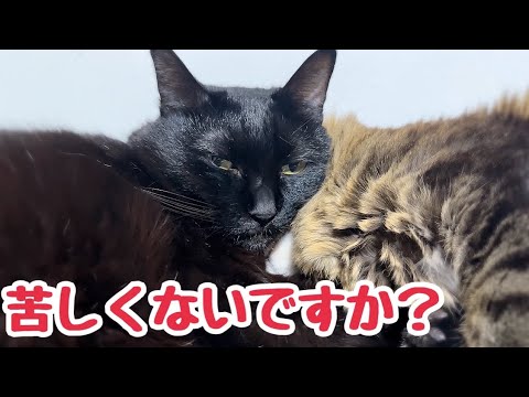 遊びに誘う子猫 重なり合って寝たら顔が埋まってしまって苦しそうな猫