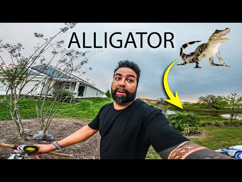 Fui Pescar no Condominio - Alligator ATAC0U a isca