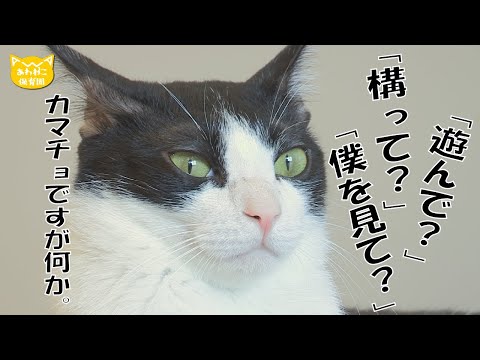 名前負けなんて言わせません！　平八郎（へいちゃん）