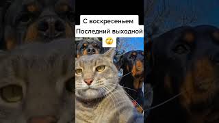 с Воскресеньем 😒