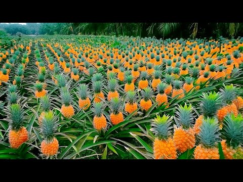 You Won't Believe How Pineapples is Produced And What is Made Using Pineapples