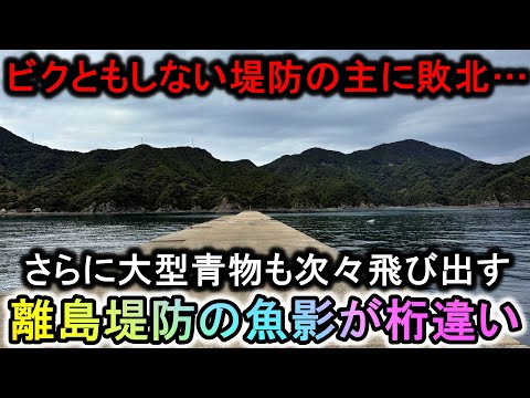 毎投釣れる根魚天国に歯が立たない堤防の主…大型青物も飛び出しまくるこの島の堤防はヤバい【2024五島遠征FINAL】