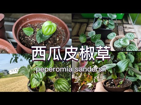 西瓜皮椒草|照顧與繁殖|peperomia sandersii|植物男子|How to grow peperomia sandersii|スイカぺぺ