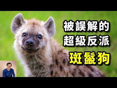 號稱「非洲二哥」，有太多不為人知的秘密，動物界的經典反派！斑鬣狗原来不是狗，反而更像貓科動物！ #動物 #斑鬣狗 #非洲 #獅子 #貓科動物