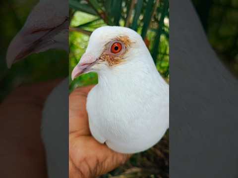 Madras pigeon#kabootar#madrasipigeoninkolkata #viralshorts#antique #viralvideo #madrasipigeon