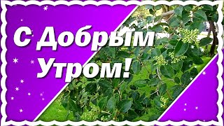 Красивое Доброе Утро! Самые Красивые Пожелания Доброго Утра! Музыкальная Открытка!