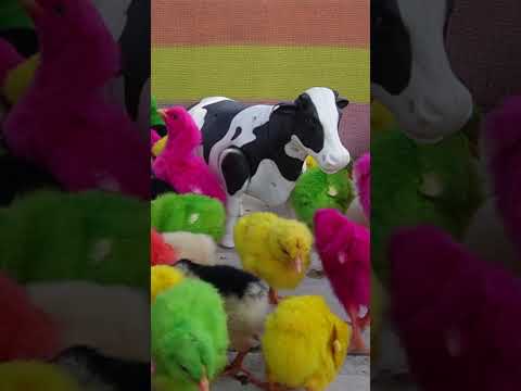 Cute Hen Baby PAINTED Colored Chicks with COW #murgichicks #chicks #murgi #shorts  #chicken#colors