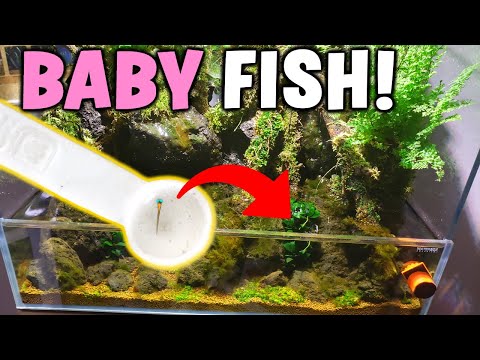 Finding SURPRISE BABY FISH In The AquaTerrarium!