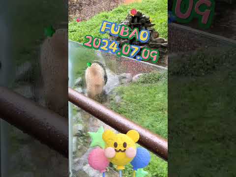 FUBAO2024.07.09 #panda #automobile #zoo #animals #cutepanda #pets #fubao #cute #科普 #disney