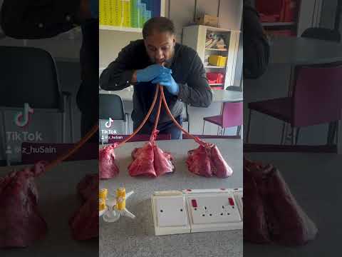 Teacher blows up 3 lungs 🫁 #teacher #lungs #biology #experiment #school #medical #lung #teaching