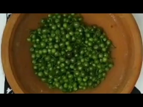 Manathakkali kai Kulambu/Kulambu recipes/மணத்தக்காளி காய் குழம்பு/குழம்பு வகைகள்/Black nightshade