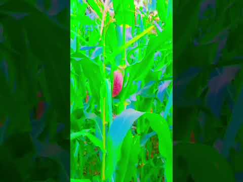 My Maize field #maize #corn #zea mays #maizefield #cornfield #nature #greenery #shorts #trending #1k