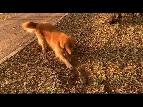 Golden Retriever Burial Fish 金毛犬葬鱼