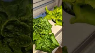 Hydroponic lettuce