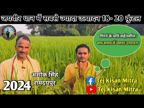 लंबाई में सबसे ज्यादा उत्पादन में सबसे ज्यादा जयवीर धान #trending #agriculture#1509धान #जयवीर#परसमणि