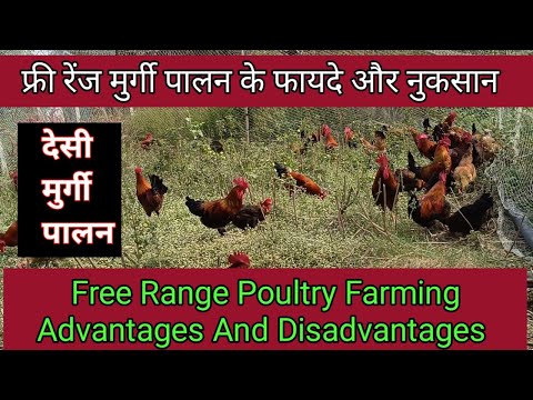 Free Range Desi Murgi Palan || Advantages And Disadvantages