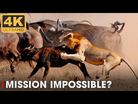 Lions Vs Buffalo: Apex Predators Hunt Buffalo For Survival Ep. 1 | Nature Animal Documentary