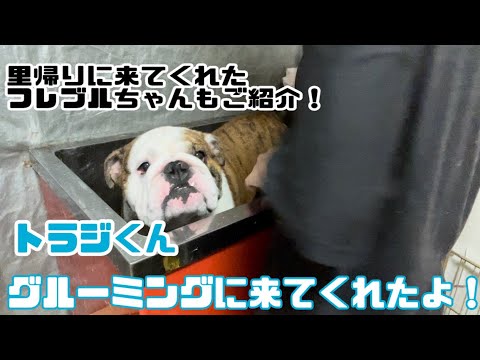 【グルーミング&里帰り】トラジくんと、ロイくんが来てくれたよ🐶💓