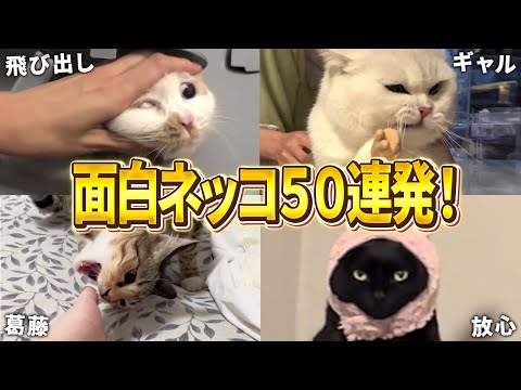 【2ch動物スレおもしろ猫50連発！】ツッコミどころ満載な猫のおもしろ動画集！パート8（鳴き声、子猫、かわいい）