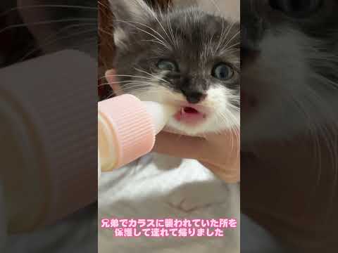 子猫が初めてミルクを飲む姿に悶絶しました