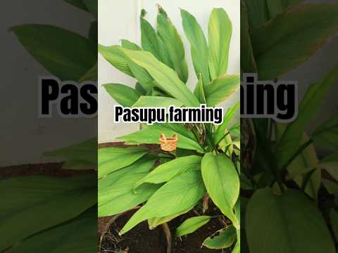 Pasupu chettu#farming #pasupu#healthy