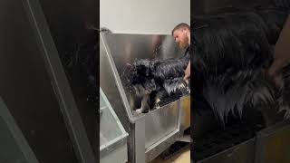 Satisfying deshed 🐾🐶 #husky #siberianhusky #huskies #dogbath #tutorial #doggrooming