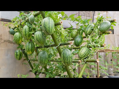 Growing Watermelon At Home, Easy method but extremely high yield