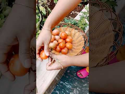 Today's tomato harvest in my home garden #fruit #nature #organic #garden #vegetables #harvest