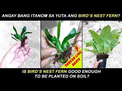 How to Propagate/ Repot Bird's Nest Fern by Anak Bukid