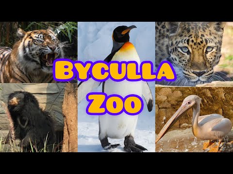 Byculla Zoo Full Tour |  India's First Penguins | Complete Guide to RaniBagh  #mumbai #bycullazoo