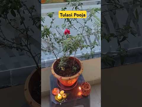 Karthika Tulasi Pooja #karthikamasam #tulsi #tulasi #pooja #devotional #ytshortsindia #ytshortsvideo