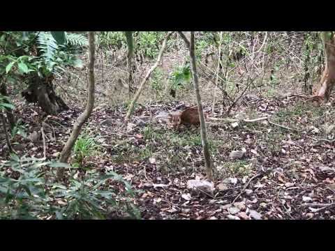 白雲山上的小山羌