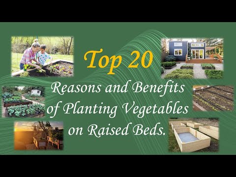 Top 20 Reasons and Benefits of Planting Vegetables on Raised Beds.