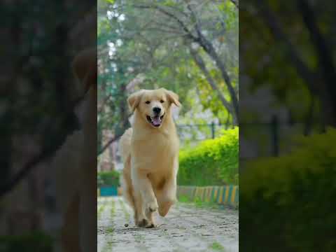 Pet hacks! / Pet owners के लिए जरूरी Pet-hacks.