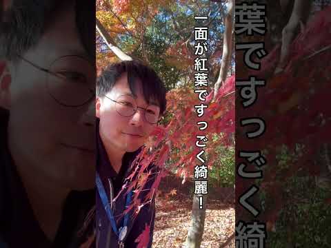 【石田がゆく】東海村の紅葉編（ショート）#東海村 #石田がゆく #ショート #茨城県