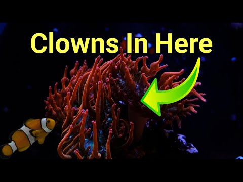 My Plan To Get Clowns To Host An Anemone | The Prestige Reef Dork Show Ep 58