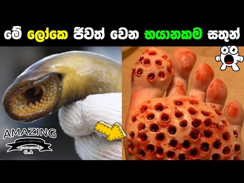 මේ ලෝකයේ ඉන්න භයානකම සතුන් ගැන ඔබ දන්නවද? | Most Dangerous Animals In The World Abirahas Gaweshanaya