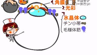 解剖生理学　38話「感覚器・視覚」ｂｙWEB玉塾