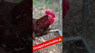 Yet here you are…. #chickensofyoutube #viral #chickenmom #chickensofinstagram #rooster