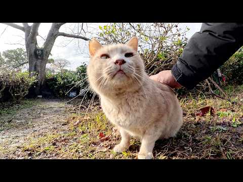 When the rain stops, Cream Cat goes to her friend's house to check on her safety.